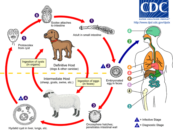 Parásitos Segmentados: Echinococcus granulosus - Ciclo de Vida