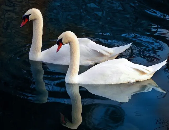 Pareja De Enamorados Graphics Code | Pareja De Enamorados Comments ...