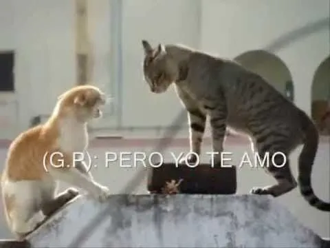 PAREJA DE GATOS DISCUTIENDO - YouTube