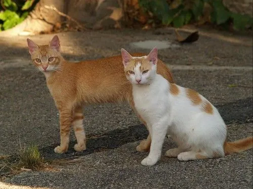 Pareja de gatos – Sukiweb.net