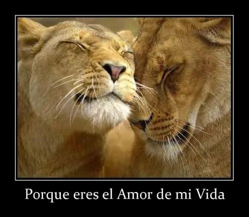 Pareja de leones enamorados - Imagui