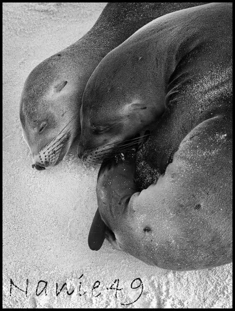 Pareja Lobos de Mar, Bahia Gardner, Galapagos. | Flickr - Photo ... Pareja Lobos de Mar, Bahia Gardner, Galapagos. | Flickr - Photo ...