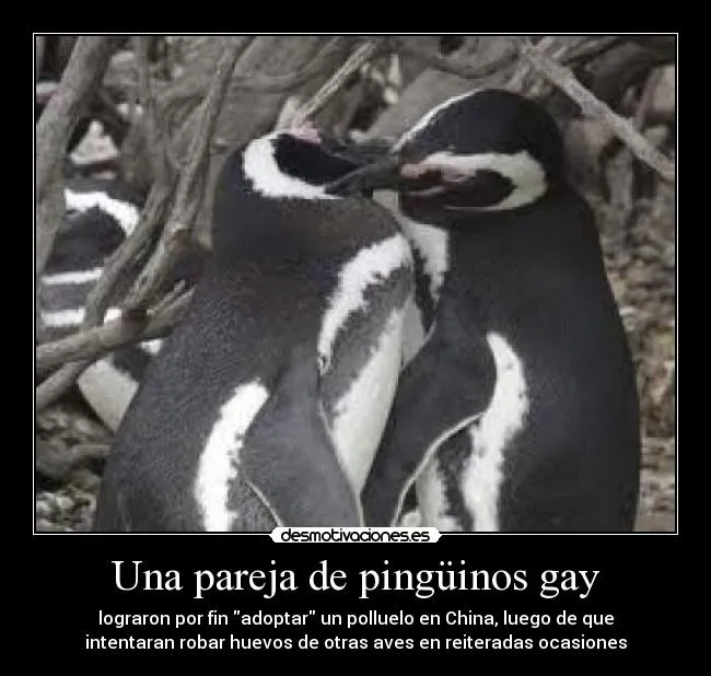 Una pareja de pingüinos gay | Desmotivaciones