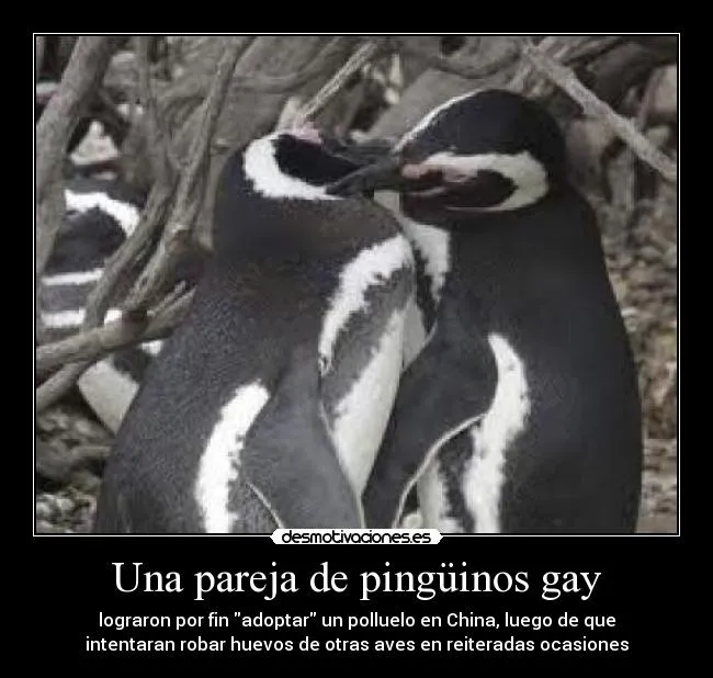 Una pareja de pingüinos gay | Desmotivaciones Una pareja de pingüinos gay | Desmotivaciones