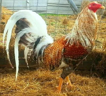 PARISITICIDA PARA GALLOS DE PELEA FINOS | Ver Galería de Fotos de ...