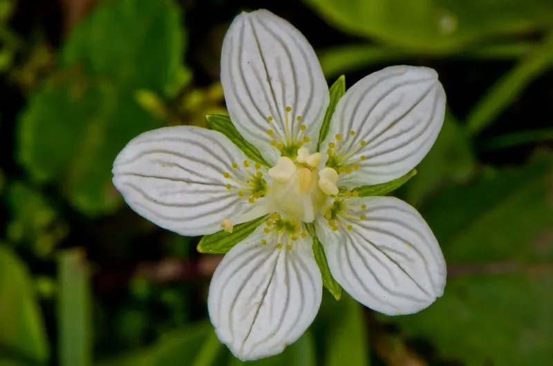 Parnassia palustris, Hepática blanca
