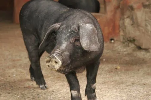 Parnassus Americano: COCHINO SIGNIFICADO EN NÁHUATL Parnassus Americano: COCHINO SIGNIFICADO EN NÁHUATL