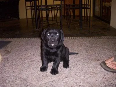 Parque Canino by Manque: Lindos Cachorros Labradores Negros ya ...