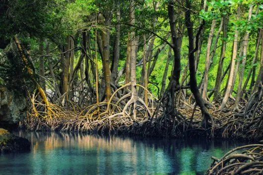 Parque Los Haitises, animales y bosques húmedos - Ser Turista