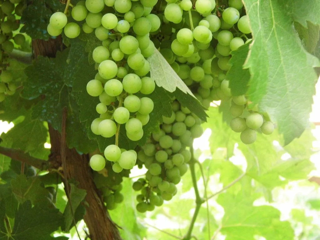 parra de uvas | Cuidar de tus plantas es facilisimo. parra de uvas | Cuidar de tus plantas es facilisimo.