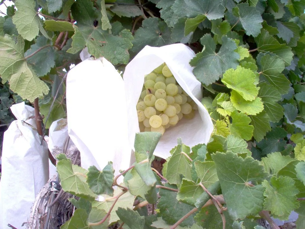parras uvas (2) | Cuidar de tus plantas es facilisimo. parras uvas (2) | Cuidar de tus plantas es facilisimo.