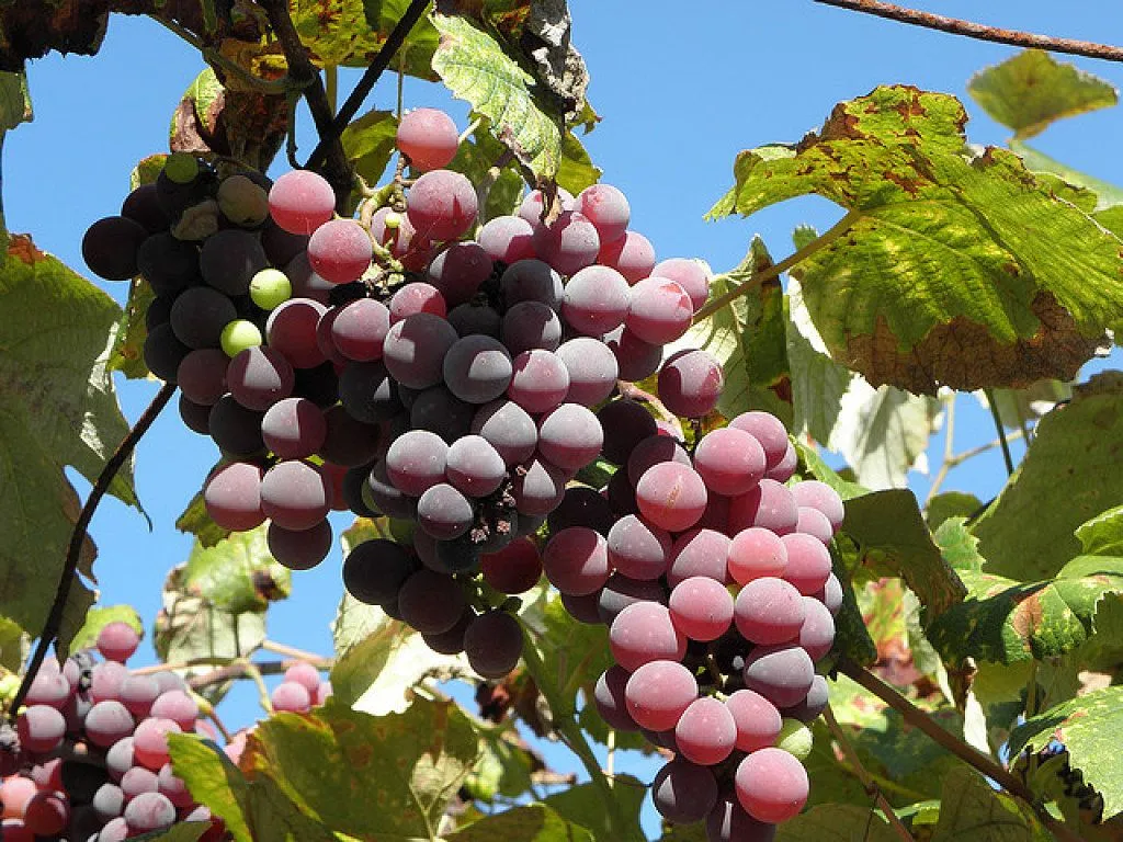 parras de uvas | Cuidar de tus plantas es facilisimo. parras de uvas | Cuidar de tus plantas es facilisimo.