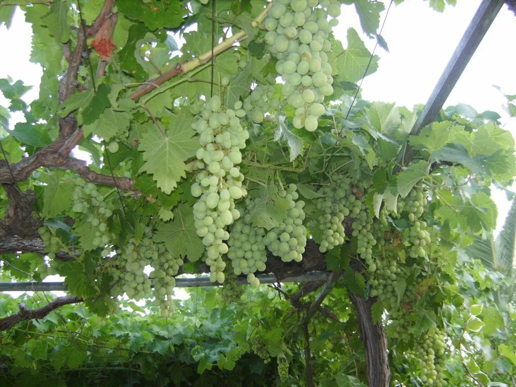 parras de uvas | Cuidar de tus plantas es facilisimo. parras de uvas | Cuidar de tus plantas es facilisimo.