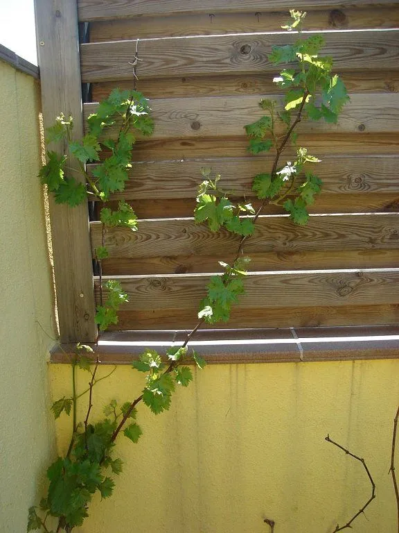 parras de uvas | Cuidar de tus plantas es facilisimo.com parras de uvas | Cuidar de tus plantas es facilisimo.com