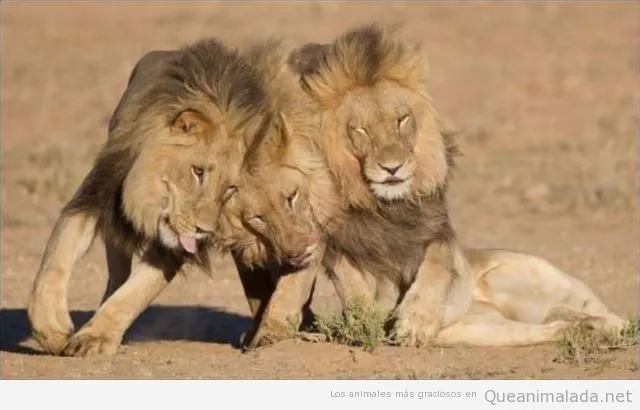 Leones | ¡Qué animalada! | Las fotos, los vídeos y los gifs más ...