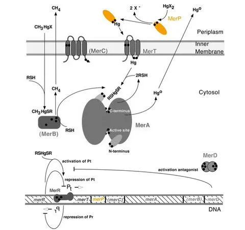 Part:BBa K1420003 - parts.igem.org