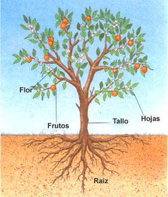 partes