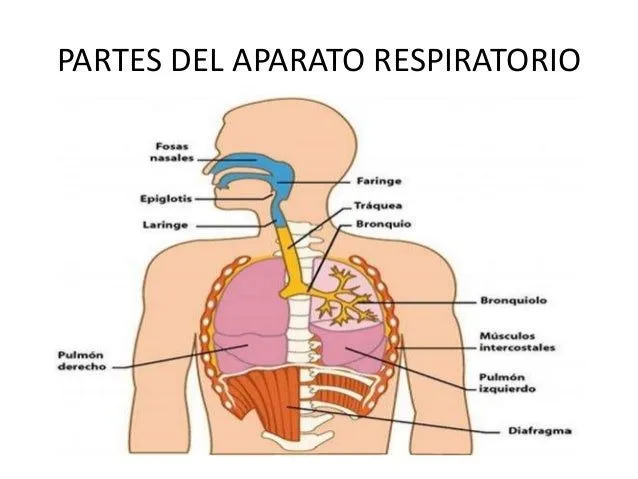 Partes del aparato respiratorio
