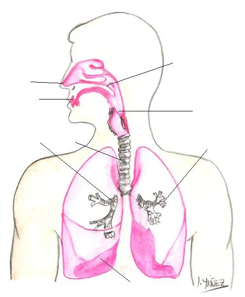 Partes del aparato respiratorio sin nombres - Imagui Partes del aparato respiratorio sin nombres - Imagui