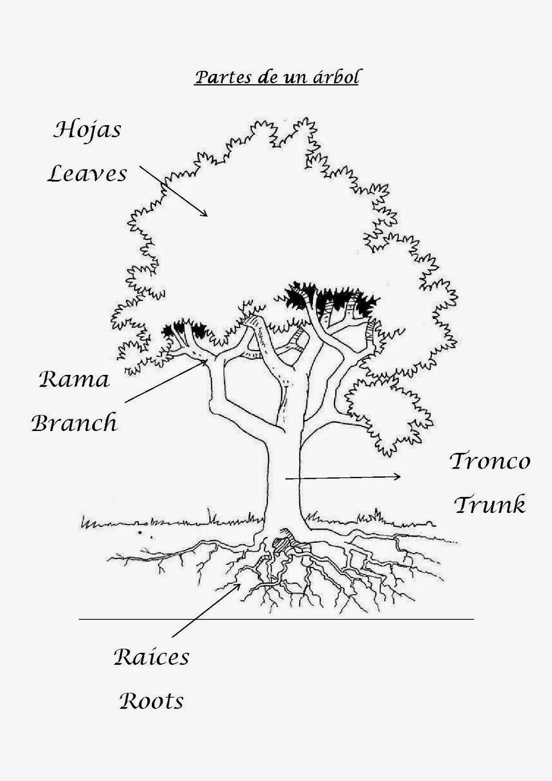 Partes del árbol en español e inglés ~ Aprendiendo con Julia Partes del árbol en español e inglés ~ Aprendiendo con Julia