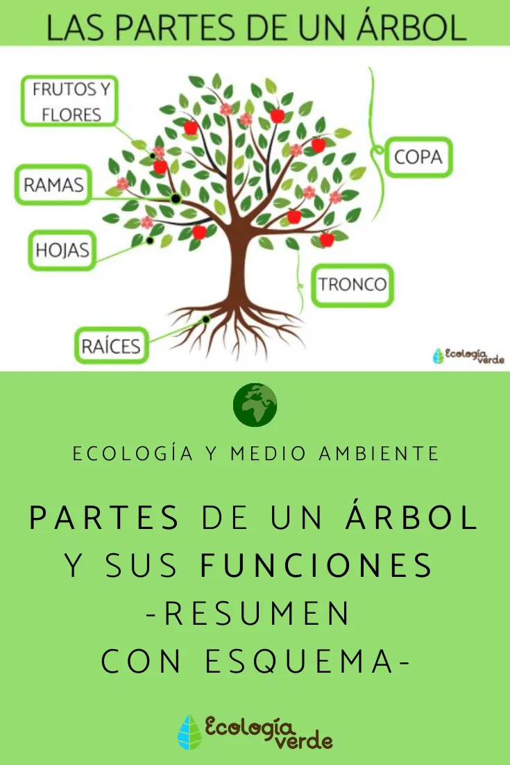 PARTES de un ÁRBOL y sus funciones - Resumen con esquema | Partes del arbol, Caracteristicas de los animales, Salud y medio ambiente