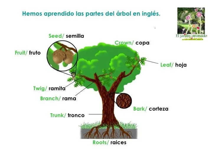 Partes del arbol en inglés - Imagui