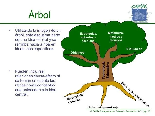 Partes del arbol en inglés - Imagui