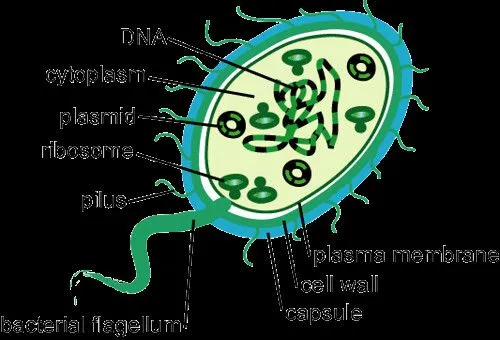 partes bacteria | Flickr - Photo Sharing!