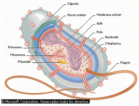 Partes de una bacteria. - ThingLink