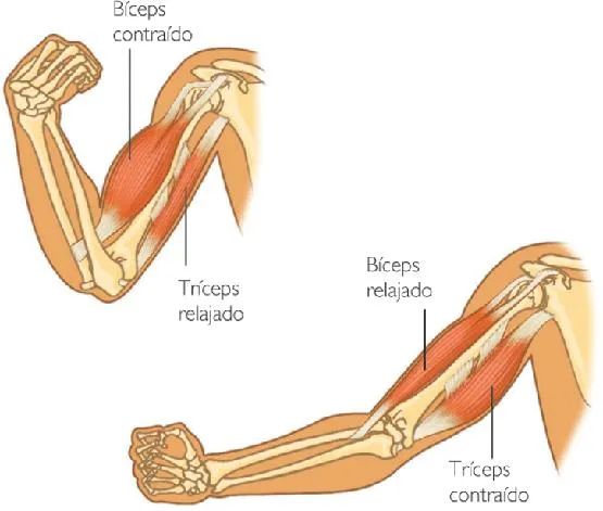 Las partes del brazo - Imagui