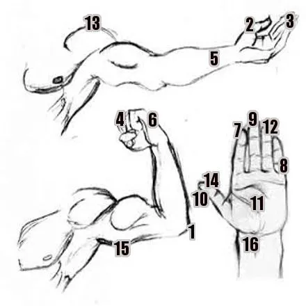 Las Partes del Brazo en Inglés | Blog Para Aprender Ingles