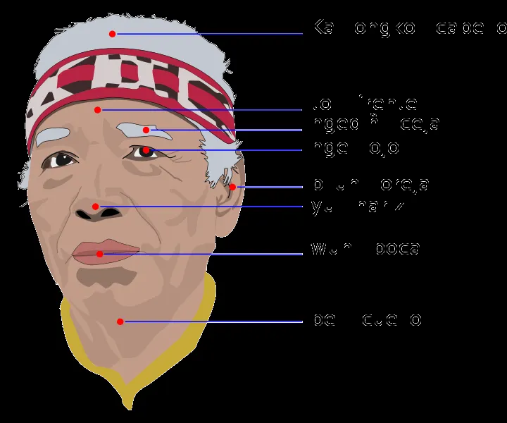 Las partes de la cabeza en imágenes - Imagui Las partes de la cabeza en imágenes - Imagui