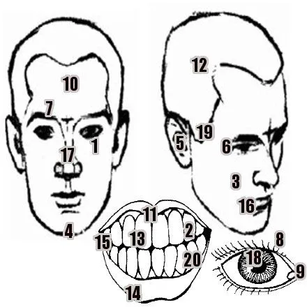 Partes de la Cabeza en Inglés | Blog Para Aprender Ingles