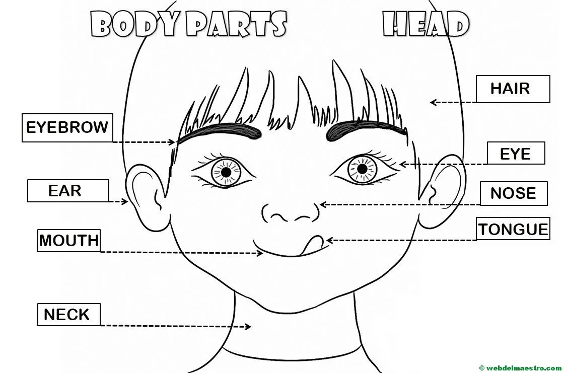 Partes de la cabeza en inglés-para colorear - Web del maestro Partes de la cabeza en inglés-para colorear - Web del maestro