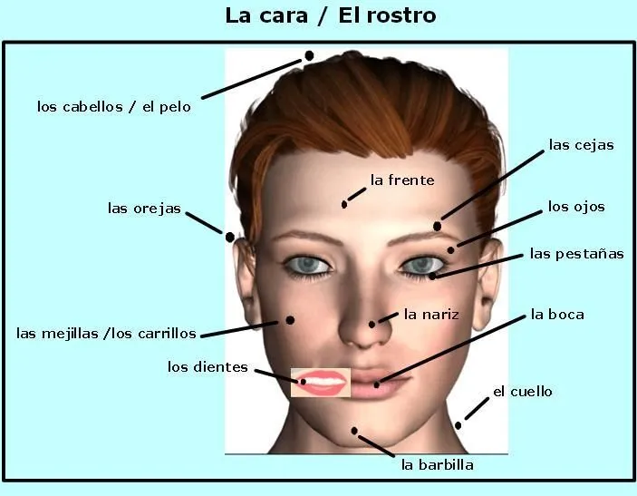 Partes del rostro humano - Imagui