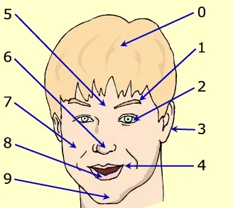 Las partes de la cara.-Inglés fácil para primaria Las partes de la cara.-Inglés fácil para primaria