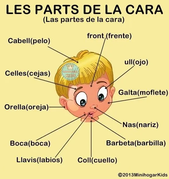 Las partes de la cara en inglés y su pronunciacion - Imagui Las partes de la cara en inglés y su pronunciacion - Imagui