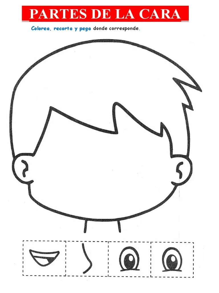 Partes Cara | PDF