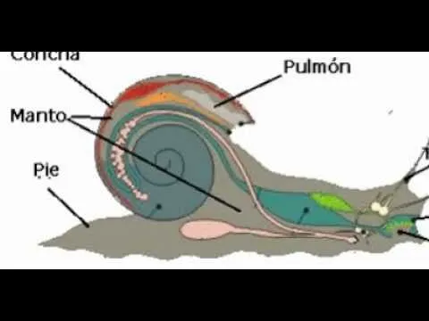 partes de el caracol - YouTube