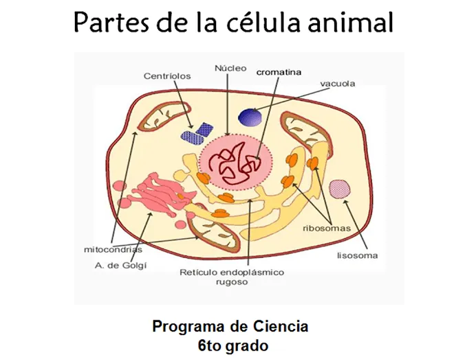 Partes de la celula animal para niños - Imagui Partes de la celula animal para niños - Imagui
