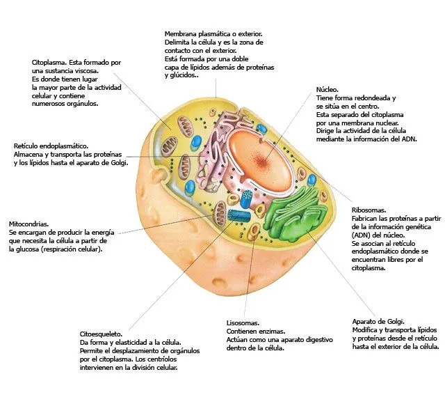 Las Partes de la Célula y sus Funciones | My Science TIC Las Partes de la Célula y sus Funciones | My Science TIC