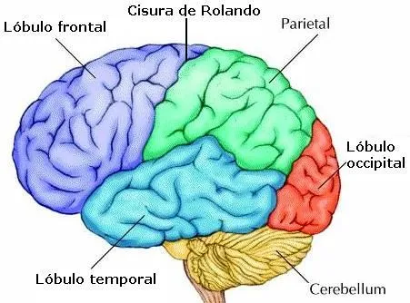 partes del cerebro para colorear - Google Search | 7 grade ... partes del cerebro para colorear - Google Search | 7 grade ...