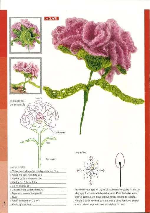 Las partes de un clavel - Imagui