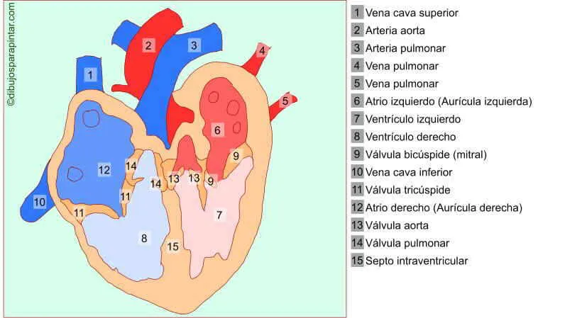 Partes del corazón