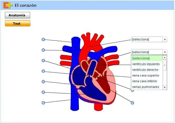 Dibujar el corazon y sus partes - Imagui