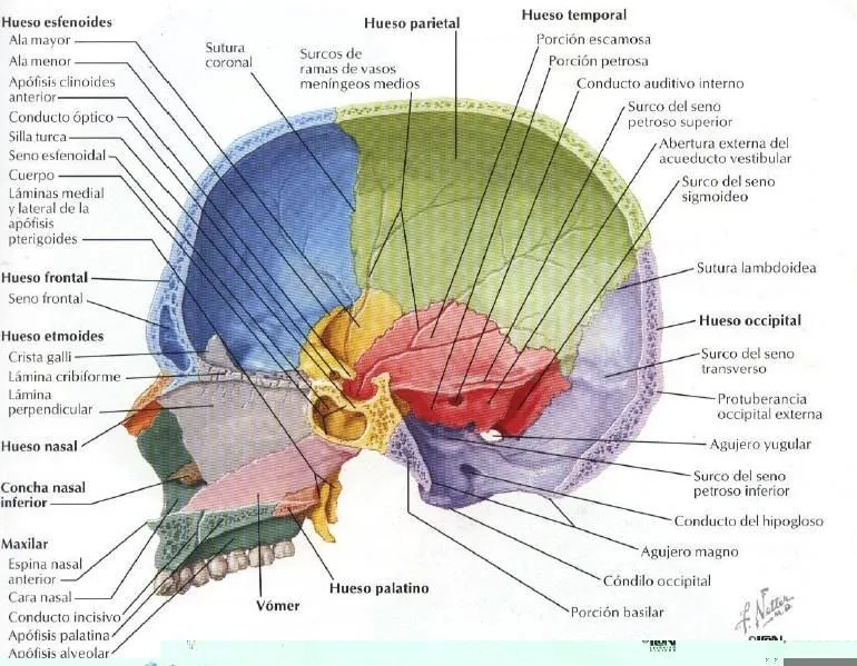 Anatomia de la cabeza-craneo. on Pinterest | 15 Pins Anatomia de la cabeza-craneo. on Pinterest | 15 Pins