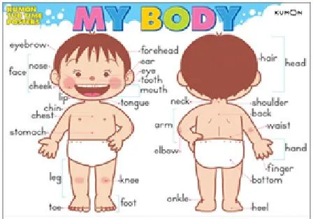Las partes del cuerpo en castellano y en ingles | Mis primeras ...