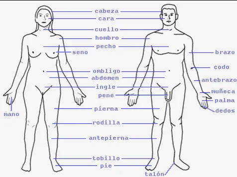 Partes del cuerpo humano en inglés y español con dibujos - Imagui