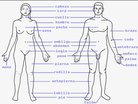 Partes del cuerpo humano en inglés y español con dibujos - Imagui Partes del cuerpo humano en inglés y español con dibujos - Imagui