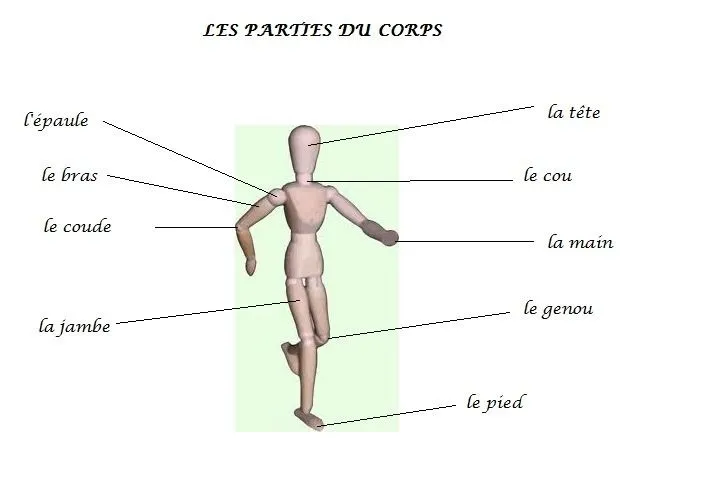 Partes del cuerpo en francés - Aprendiendo con Julia
